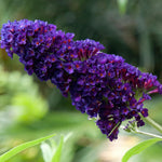Pack 2 Butterfly Bushes Live Plant, Fragrant Buddleia Bush Shrub, 4 to 9 Inch Tall (Dark Purple Blooms)