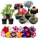 02 Mixed Desert Rose Live Plants, Starter Adenium 3-6 Inches Tall, No Pot, No Flower, Tropical Flowering Succulent Plants for Indoor Outdoor Growing