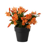 Easter Cactus Live Plant, Vibrant Blooming Cactus for Indoor Outdoor Gardens, 4-8'' Tall, No Pot (Orange Blooms)