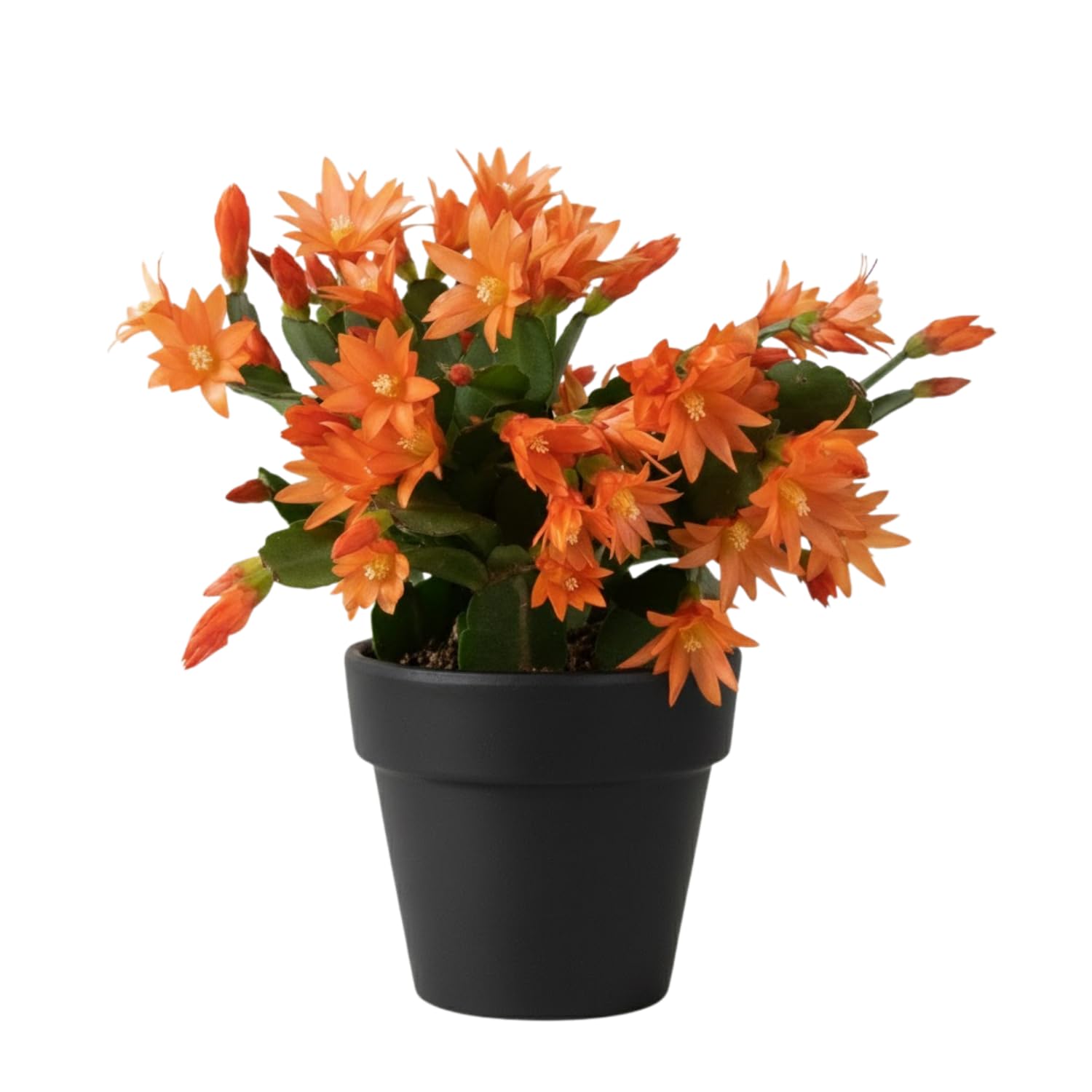 Easter Cactus Live Plant, Vibrant Blooming Cactus for Indoor Outdoor Gardens, 4-8'' Tall, No Pot (Orange Blooms)