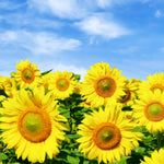 Sets 2 Sunflower Plants Live for Planting, Very Fast-Growing for Full Sun, Year Round Blooming, 3-5" in Tall