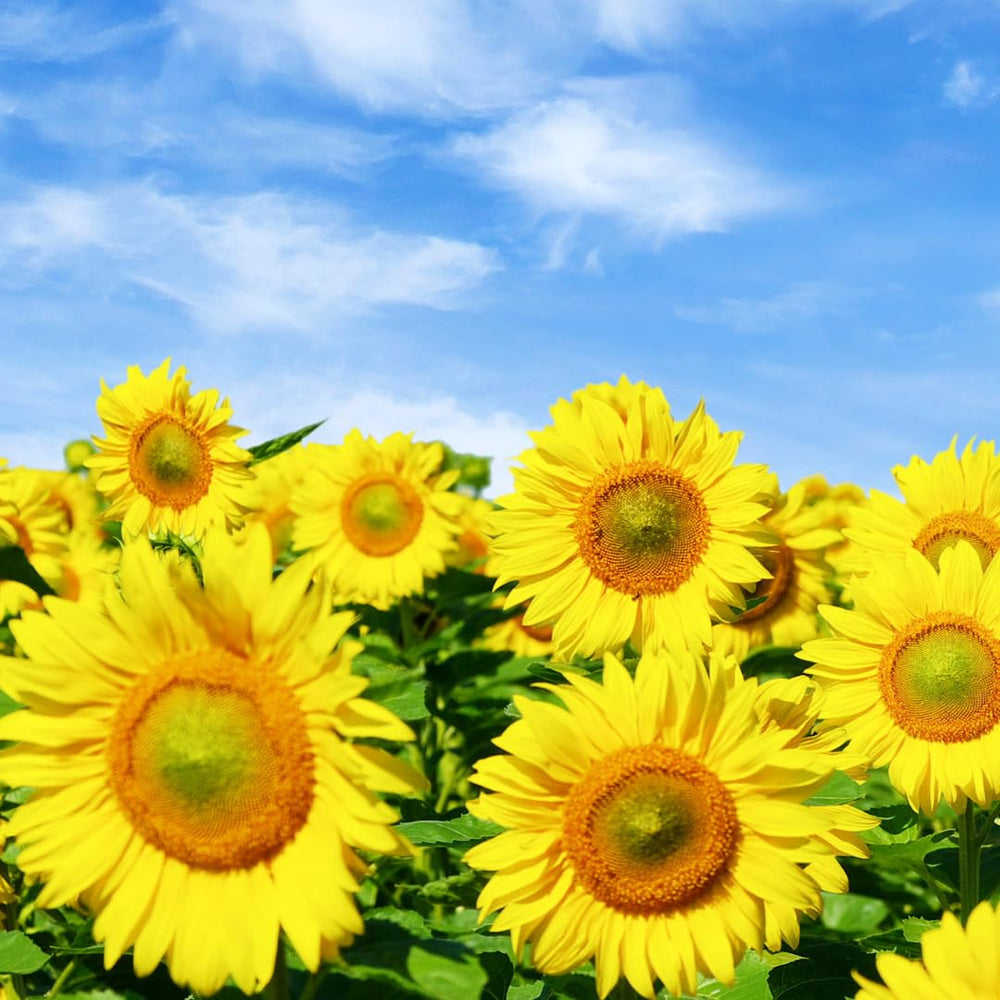 Sets 2 Sunflower Plants Live for Planting, Very Fast-Growing for Full Sun, Year Round Blooming, 3-5" in Tall