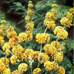 Butterfly Bush Plant Live, Perennial Buddleia Bushes Ready to Grow Outdoor 4-8 Inches (Yellow Buddleia)