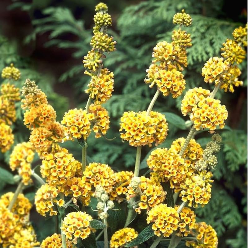 Butterfly Bush Plant Live, Perennial Buddleia Bushes Ready to Grow Outdoor 4-8 Inches (Yellow Buddleia)