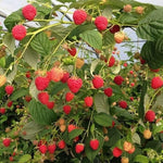 Cold Hardy Raspberry Plants Live for Planting, 6-8 Months Old Raspberry Bushes Live Plant, 5-9" Ready to Plant, Dormant in Winter, Caroline Variety
