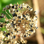3 Allium Bulbs for Planting, Purple Ornamental Flower Bulbs, Allium Flower Bulbs for Garden Beds, Borders, Rock Gardens or Landscape Planting