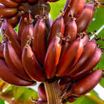 Banana Plant Live, Red Banana Tree Live Plant, Hardy Banana Fruit Seedling 4 to 8 Inch Tall, Indoor Outdoor