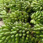 Sweet Yellow Banana Plant Tree Live, Cold Hardy 4-7" in Tall, No Pot, Outdoor Spring Planting, Rare and Sweet Banana Plants