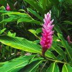 1 Pink Ginger Plant Live for Planting 4-9 Inc Height, Hawaiian Ginger Flowers to Grow