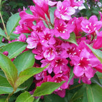 Weigela Live Plant, Pink Weigela Starter Plant in 4 Inch Potted, Live Weigela Plant, Weigela Plant Live for Growing Indoor Outdoor