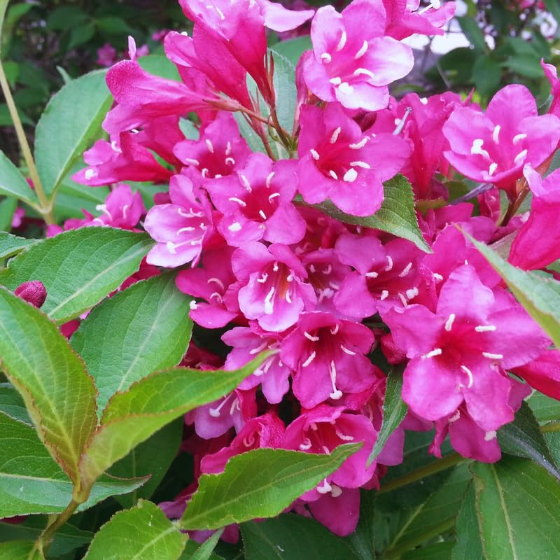 Weigela Live Plant, Pink Weigela Starter Plant in 4 Inch Potted, Live Weigela Plant, Weigela Plant Live for Growing Indoor Outdoor