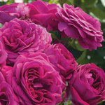 Climbing Rose Live Plant Well Rooted, No Leaf, Ready to Plant Indoor Outdoor, Climber Rose Bush, Hybrid Tea Rose Like, Very Fragrant, Long Bloomer (Purple)