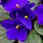 Blue African Violet Plant Live, 4 Inch Pot, Indoor Flowering Plant