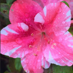 2 Bicolor Red White Azalea Plants Live Tree, Blooming Rhododendron Bushes, 5-10 Inc Tall, No Pot, for Indoor Outdoor Planting, Dogwood Azalea