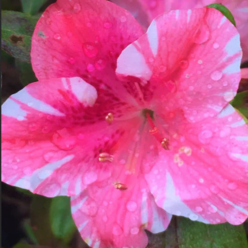 2 Bicolor Red White Azalea Plants Live Tree, Blooming Rhododendron Bushes, 5-10 Inc Tall, No Pot, for Indoor Outdoor Planting, Dogwood Azalea