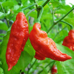 Bhut Jolokia Pepper Plants Live for Planting, Red Pepper Seedlings from 4 to 6 Inches Tall, Starter Plant for Vegetable Garden, 2 Plant Per Pot