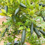 Green Finger Lime Tree Live, 1-2ft Tall, Citrus Plant 1 Gallon Pot, Finger Lime Citrus Tree, Well Rooted Fruit Plant