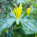 5 Trillium Bulbs, Yellow Trillium Flower Bulbs, Trillium Bulb for Fall Planting Indoor Outdoor, 5 Large Bulbs, Ready to Plant