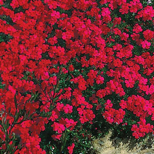 2 Creeping Phlox Plants Live, Ornamental Phlox Flowering Groundcover for Garden and Borders, 4 to 8 Inch Tall