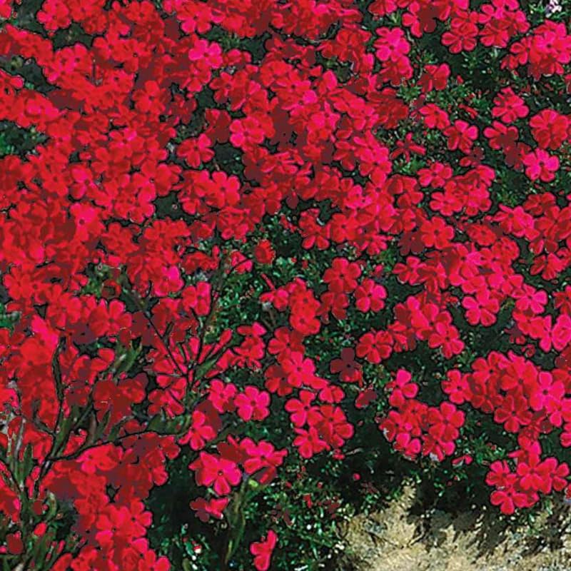 2 Red Creeping Phlox Plants Live, Ornamental Phlox Flowering Groundcover for Garden and Borders, 4 to 8 Inch Tall