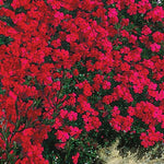 Red Creeping Phlox Live Plant, 4-7 Inch Tall Ground Cover Perennial for Outdoor Landscaping