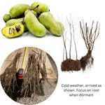 2 Pawpaw Trees Live Dormant, Cold Hardy Paw Paw Fruit Seedlings Bare Root 6-12 Inch Tall, Indoor Outdoor