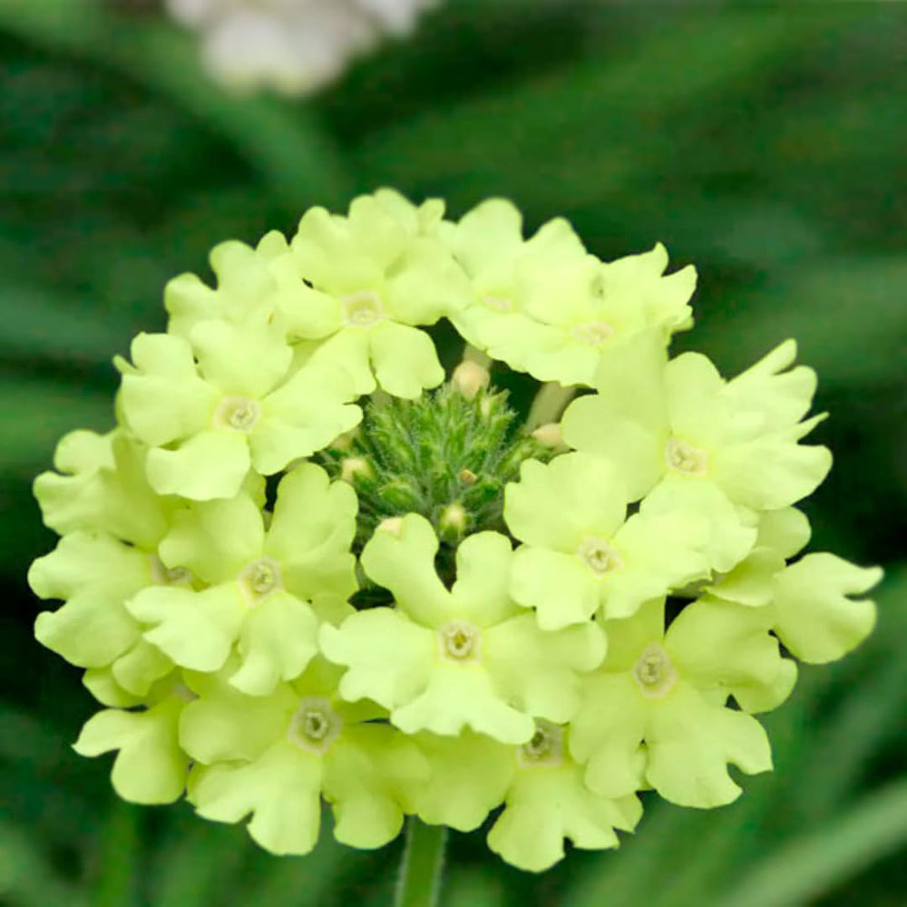 Pack 6 Lime Perennial Verbena Plants, Lime Green Verbena Live Plants, Verbena Flower Trailing Plants Live for Planting, Verbena Plants in Zones 7 to 11