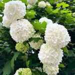 4 Japanese Snowball Viburnum Plants Live Dormant, Hardy White Flowering Shrubs, 1-2 Feet Height