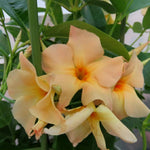 2 Apricot Mandevilla Plants Live, Mandevilla Flower Live Plants, Live Mandevilla Plant, 4 Inc to 7 Inc Tall, Mandevilla Well Rooted for Garden