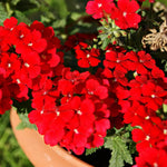 Pack 4 Red Perennial Verbena Plants, Red Verbena Live Plants, Verbena Flower Trailing Plants Live for Planting, Red Verbena Plants in Zones 7 to 11