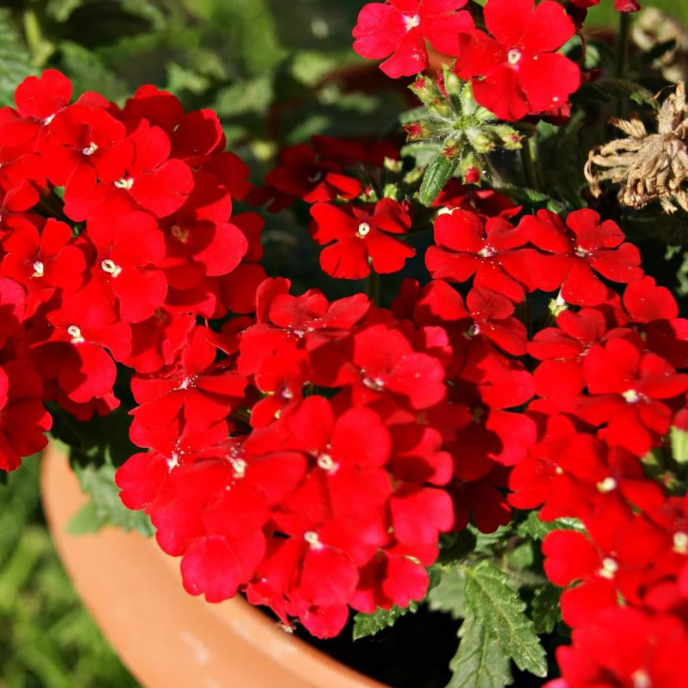 Pack 4 Red Perennial Verbena Plants, Red Verbena Live Plants, Verbena Flower Trailing Plants Live for Planting, Red Verbena Plants in Zones 7 to 11