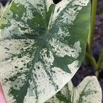 Set 2 Variegated White Colocasia Elephant Ear Plants Live 4–7 Inches Tall, Tropical Foliage Plants for Outdoor Garden, Large Leaf Plants for Patio, Containers or Landscape