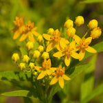 Pack 2 Yellow Milkweed Live Plants, Butterfly Milkweed Shrub, Asclepias Tuberosa Plants 4-8 Inches