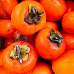 Pack 4 American Persimmon Trees Live Dormant, Cold Hardy Native Fruit Trees Indoor Outdoor Home Garden, 12-18 Inch Tall