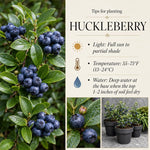Black Huckleberry Fruit Tree 4-6 Inches in 4 Inch Pot, Live Berry Bush for Patio Pots, Garden Borders and Outdoor Growing