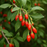 Set 2 Goji Berry Live Plant 4-7 Inches, Goji Berries Fruit Shrub Starter for Garden, High Yield, Ready to Grow