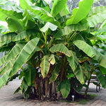 Banana Plant Live, Basjoo Banana Tree Live Plant, Hardy Banana Fruit Seedling 4 to 8 Inch Tall, Indoor Outdoor