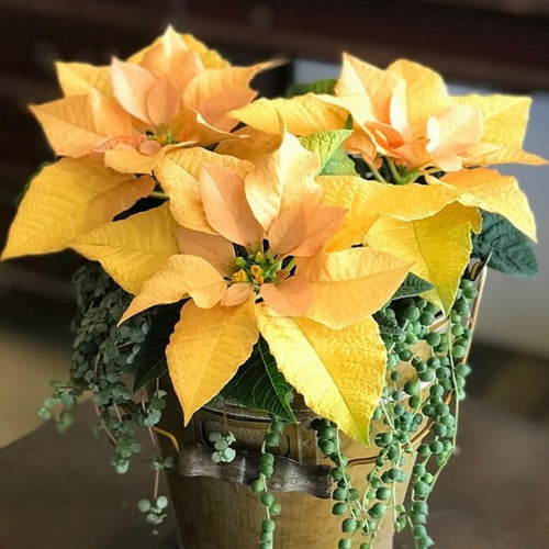 2 Multi Varieties Poinsettia Plants Live, Yellow Poinsettia Flowers for Holiday Christmas Gift, Decoration Houseplant 5-10" in Tall, No Pot