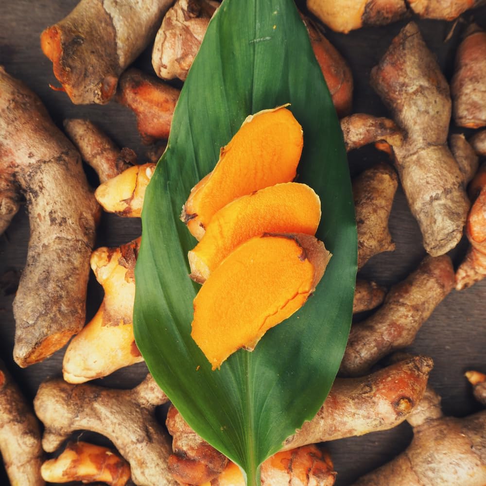2 Yellow Turmeric Plants Live, Curcuma Turmeric Root, 5 to 7 Inc Tall