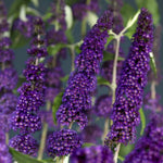 2 Vibrant Buddleia Butterfly Bush Plants Live, Butterfly Bushes Plant for Outdoor Garden, 5 to 9 Inch Tall Perennial Coloful Flowers Plant, No Pot (Black-Purple)
