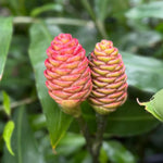 Fresh Shampoo Ginger Plant, Zingiber Zerumbet Fresh Ginger Live 3-5'' Tall, Ready for Perennial Garden