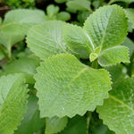 Green Cuban Oregano Live Plant in 4 inch Pot, Herb Oregano Plants Live Potted for Planting
