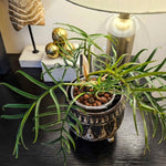 Philodendron Live Plant, Rare Variegated Houseplant 5-8 Inch Tall, Indoor Live Plant for Home or Office Decor, No Pot (Green Philodendron Plant)