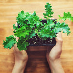 Kale Plant, 4 Inch Pot, Vegetable Kale Plants Potted