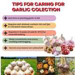 4 Large Red Chesnok Garlic Bulbs for Planting in Spring, High Yield Hardneck Garlic Cloves Seeds, Fresh, Cold Hardy and Fast Growing, Various Varieties