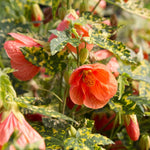 Variegated Abutilon Live Plant 4–7 Inches Tall, Flowering Lantern Plant for Indoor Outdoor Garden, Ornamental Flower Plants for Patio Containers or Garden Beds