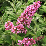 Pack 2 Butterfly Bushes Live Plant, Fragrant Buddleia Bush Shrub, 4 to 9 Inch Tall (Light Pink Blooms)