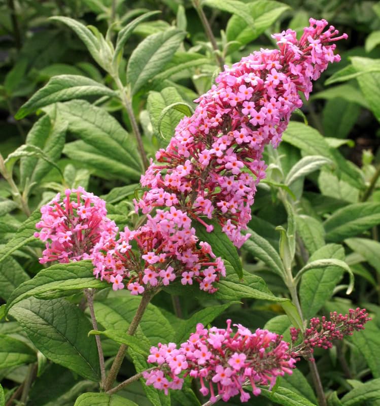 Pack 2 Butterfly Bushes Live Plant, Fragrant Buddleia Bush Shrub, 4 to 9 Inch Tall (Light Pink Blooms)