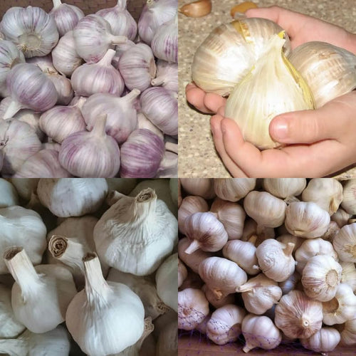 1/2 LB Mixed Garlic Bulbs for Planting in Fall, High Yield Hardneck Garlic Cloves Seeds, Fresh, Cold Hardy and Fast Growing, Various Varieties