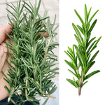 2 Pots Rosemary Plants, Live Rosemary Plants in 4" Pot, Fragrant Herb Leaves, Perennial Herbs Plant for Containers, Outdoors Indoors Garden